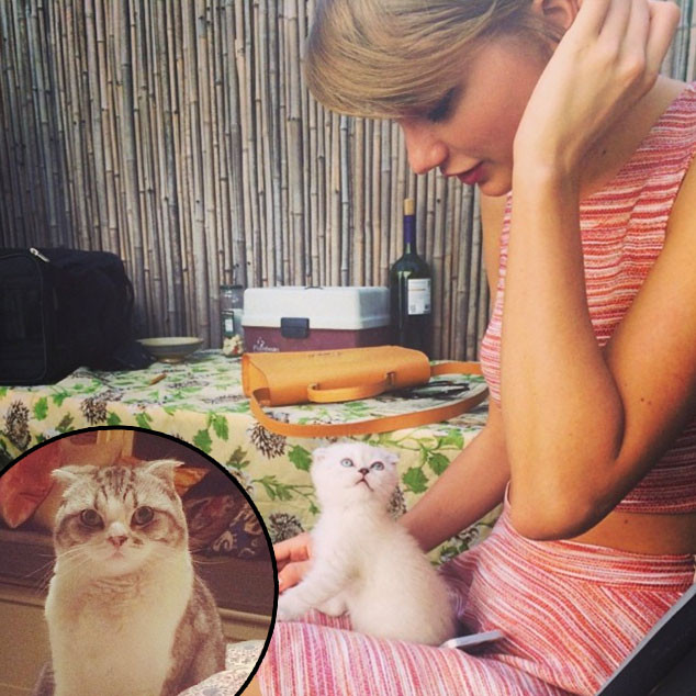 Taylor Swift, Cat, Olivia Benson, Meredith