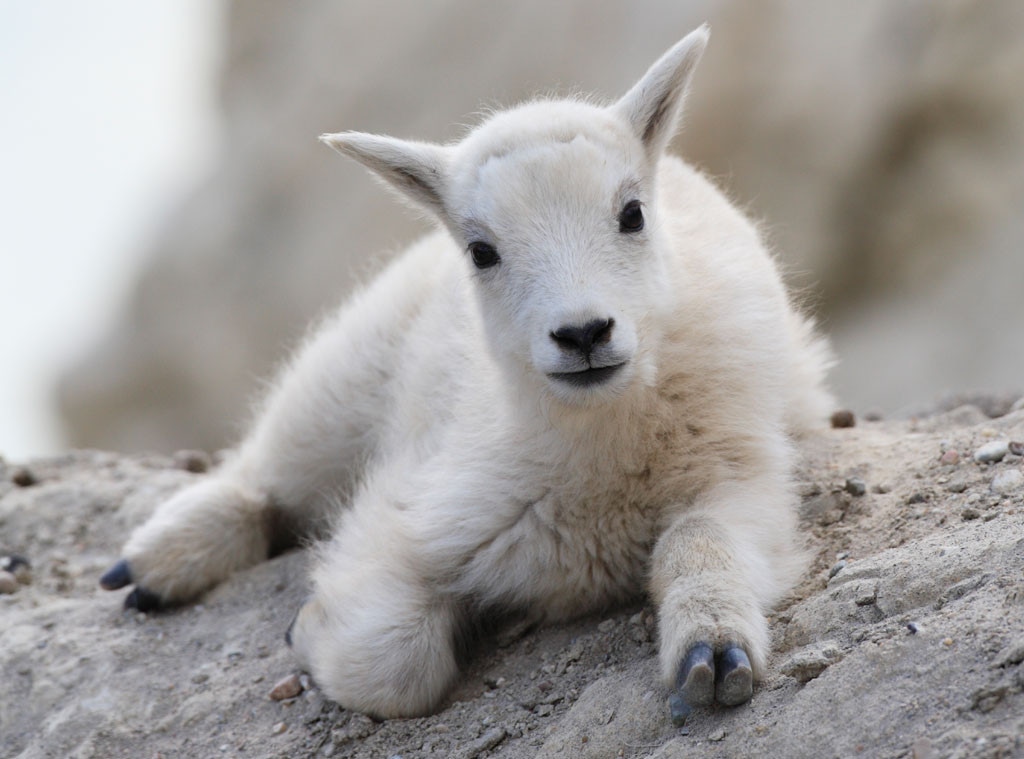12 Reasons Baby Goats Are Taking Over the Internet - E! Online