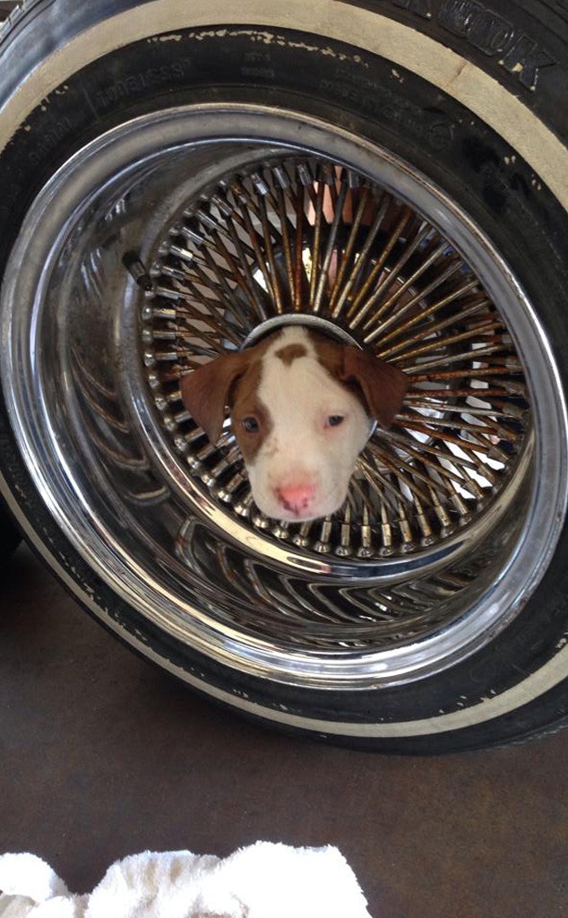Puppy Stuck in Tire Rim 