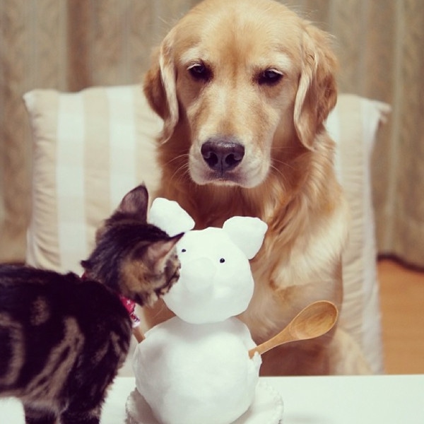 This Kitten Was Abandoned by Her Mom, So a Golden Retriever Took Over - E! Online