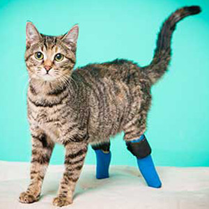 Watch This DoubleAmputee Cat Handle Stairs Like a Boss E! Online UK