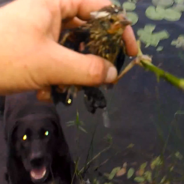 Watch This Dog Rescue a Baby Bird From Drowning