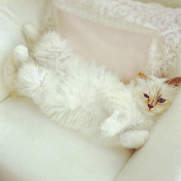 Le Chat De Karl Lagerfeld Est Le Visage De Shu Uemura E Online France Le Chat De Karl Lagerfeld Est Le Visage De Shu Uemura E Online France