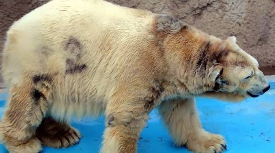 The World's Saddest Polar Bear Needs to Be Saved - E! Online - CA
