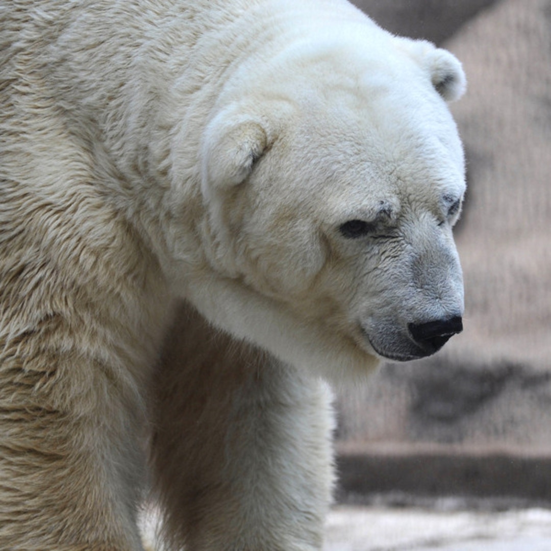 The World's Saddest Polar Bear Needs to Be Saved - E! Online