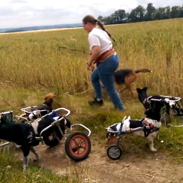 Wheel Carts Aren't Going to Stop These Dogs From Playing Fetch