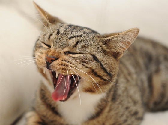 Heroic Pets: Cat Protects 5-Year-Old Boy From Bullies, Dog Saves Deaf ...