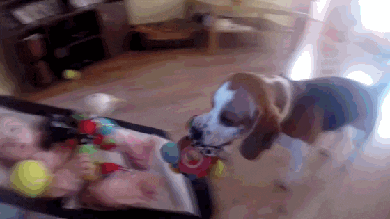 Cachorro Faz Bebe Chorar E Depois Pede Desculpas E Online Brasil Cachorro Faz Bebe Chorar E Depois Pede Desculpas E Online Brasil