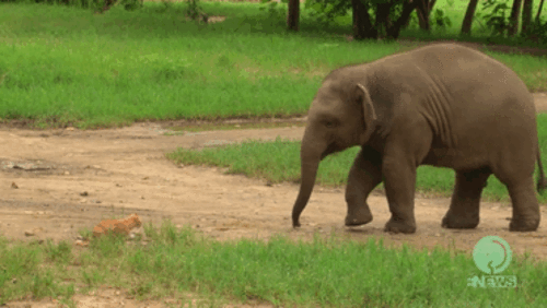 Watch This Baby Elephant Meet A Cat For The First Time E Online Uk