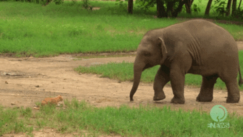 Watch This Baby Elephant Meet A Cat For The First Time E Online Uk Watch This Baby Elephant Meet A Cat For The First Time E Online Uk