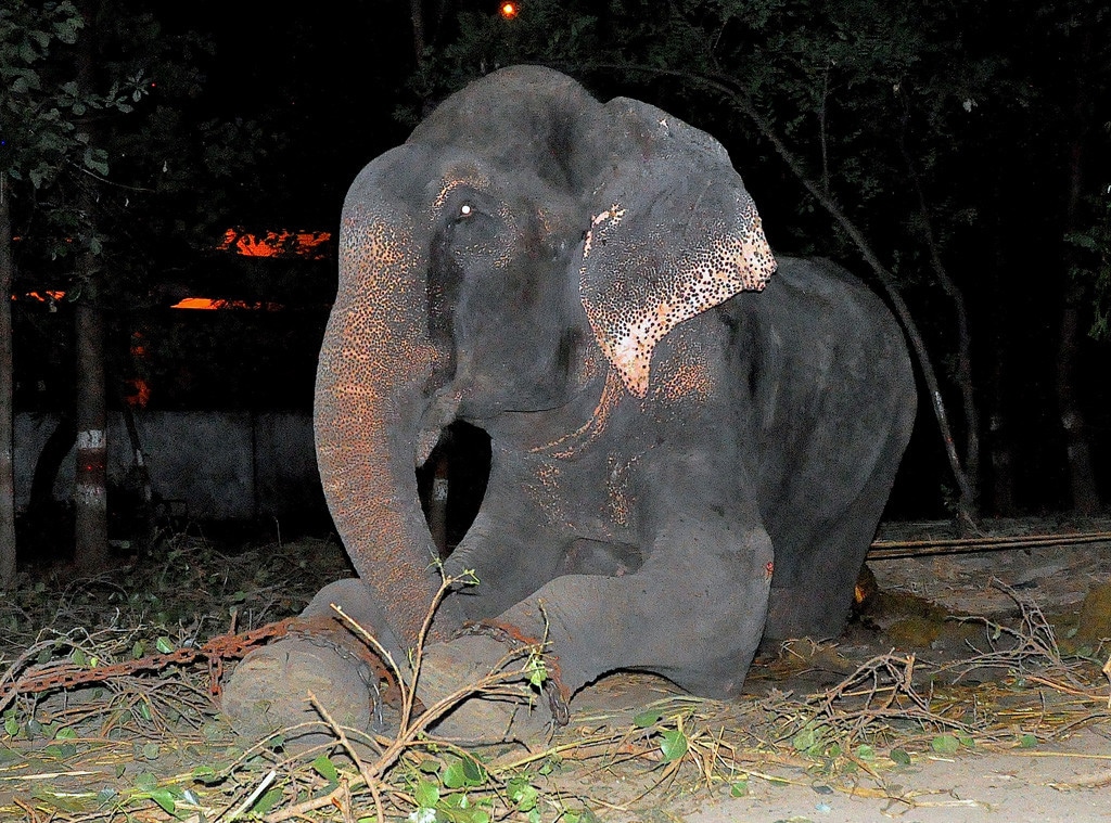 Raju the Elephant