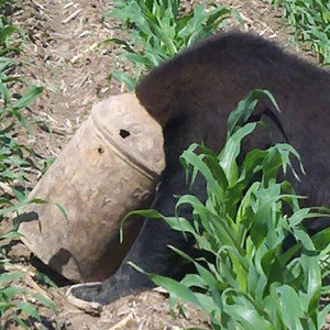 RealLife WinniethePooh Bears Keep Getting Their Heads