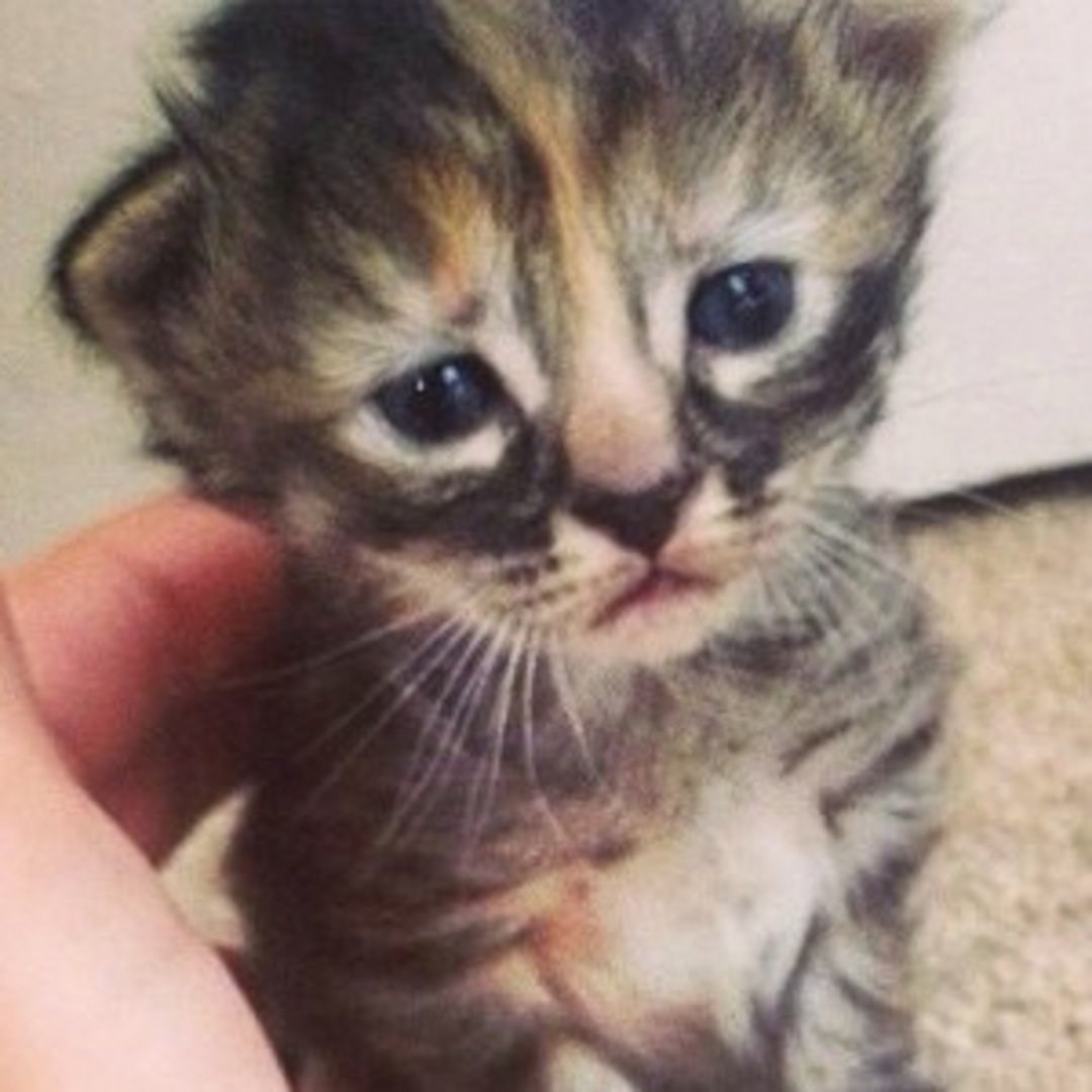 Purrmanently Sad Cat Is the Internet's New Favorite Kitten - E! Online - UK