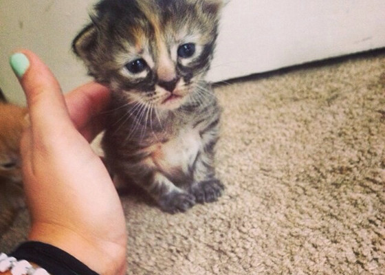 Purrmanently Sad Cat Is The Internet S New Favorite Kitten E Online Uk