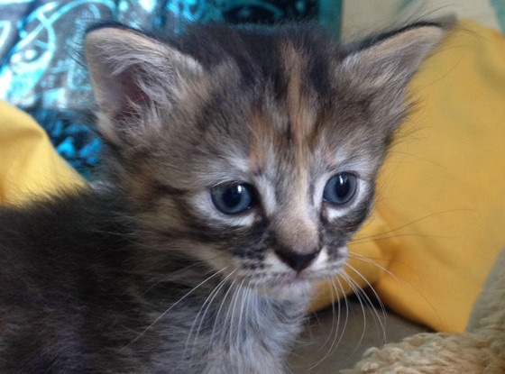 Purrmanently Sad Cat Is the Internet's New Favorite Kitten - E! Online