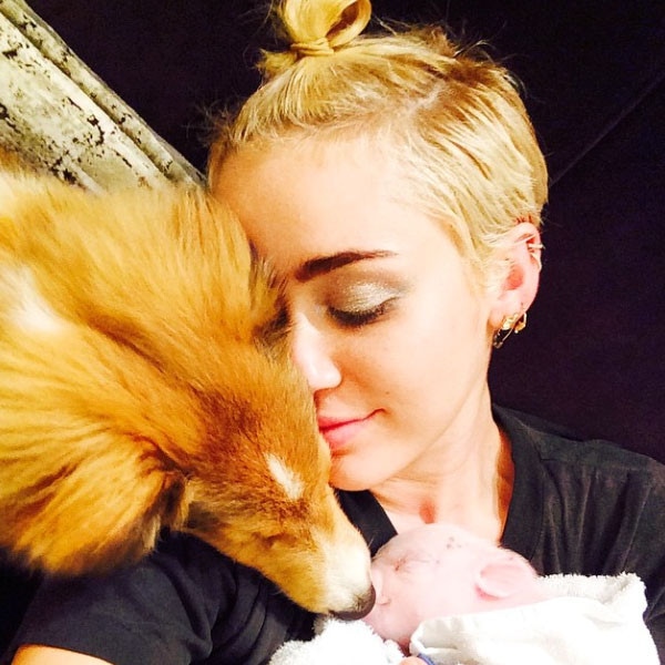 Miley Cyrus, Bubba Sue The Pig, Instagram