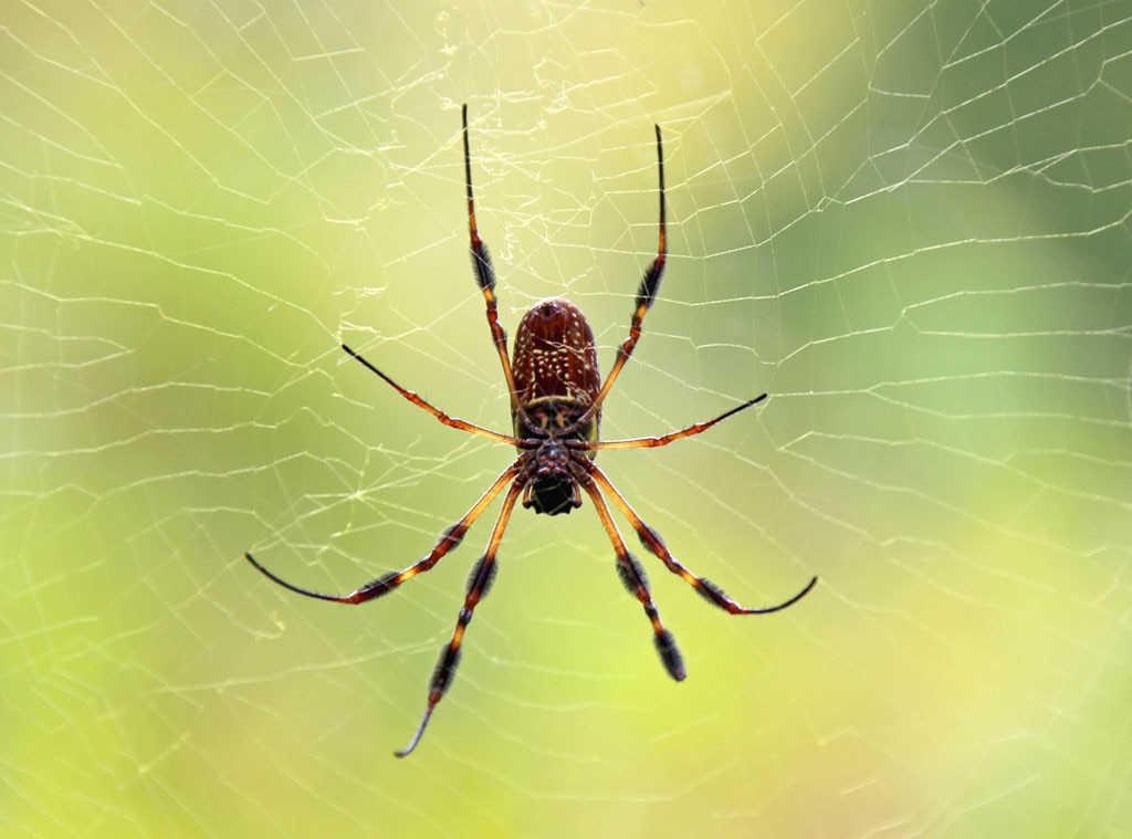 Spiders From The Weirdest Food You Can Eat In China E News