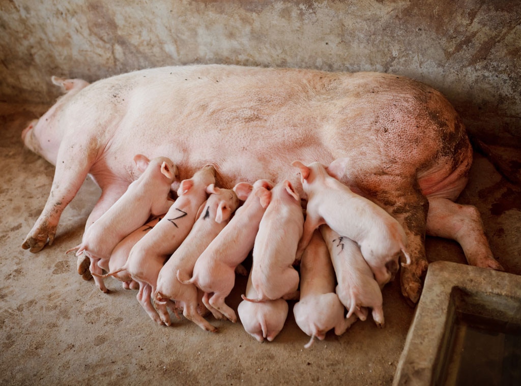 pig-tails-from-the-weirdest-food-you-can-eat-in-china-e-news