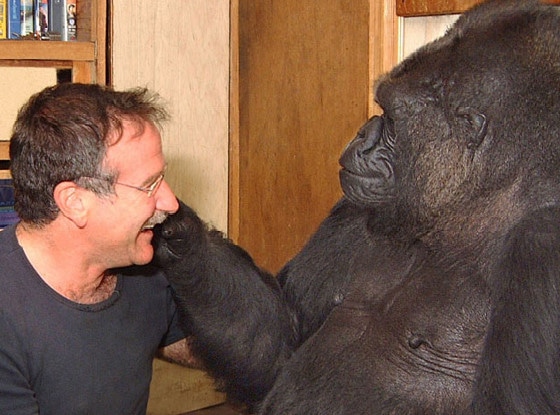 Robin Williams, Koko the Gorilla