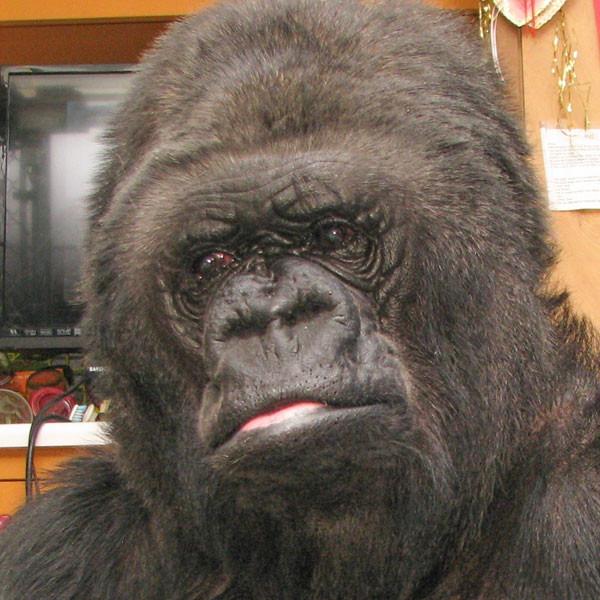 Koko the Gorilla Mourns the Loss of Robin Williams E! News