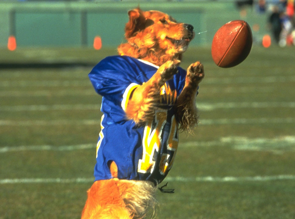 Air Bud's Buddy from 15 Disney Characters We Need to See On OUAT E! News