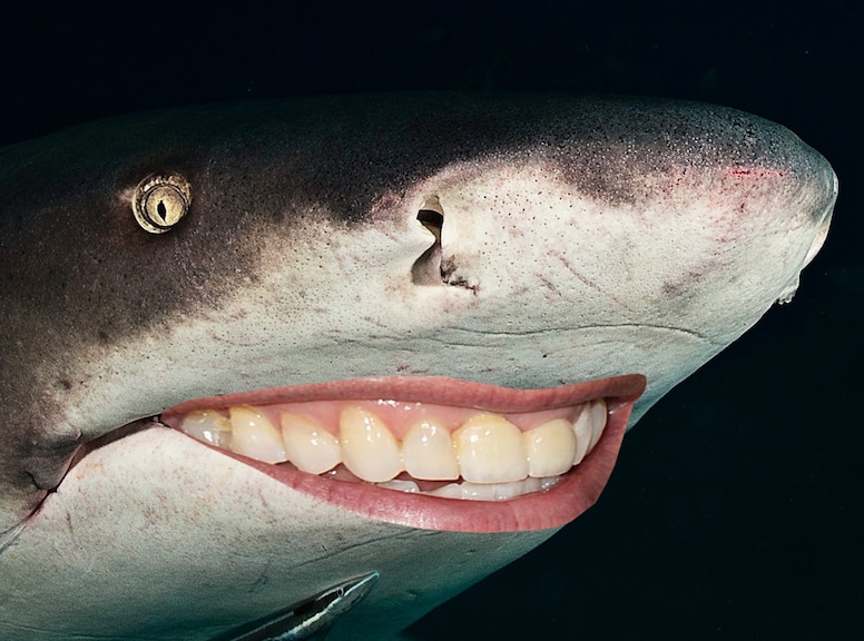 Celeb Shark Smiles, Shark Week
