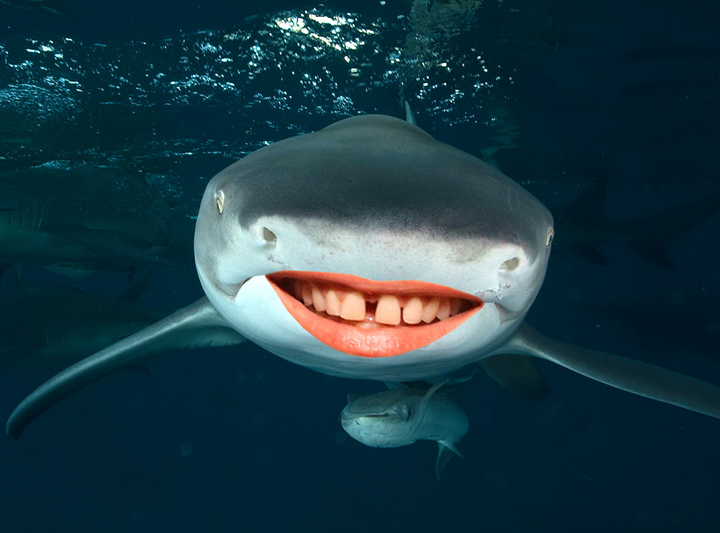 Celeb Shark Smiles, Shark Week