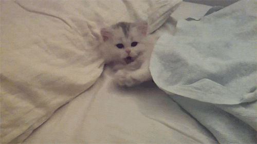 22 Perfect Gifs To Celebrate World Cat Day E Online 22 Perfect Gifs To Celebrate World Cat Day E Online