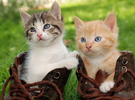 Kittens, World Cat Day