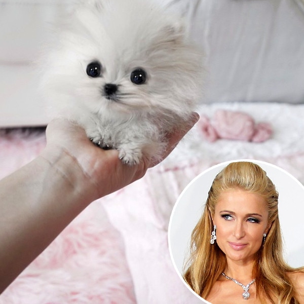 Paris Hilton, Puppy, Instagram