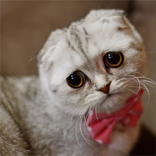 Little P the cat