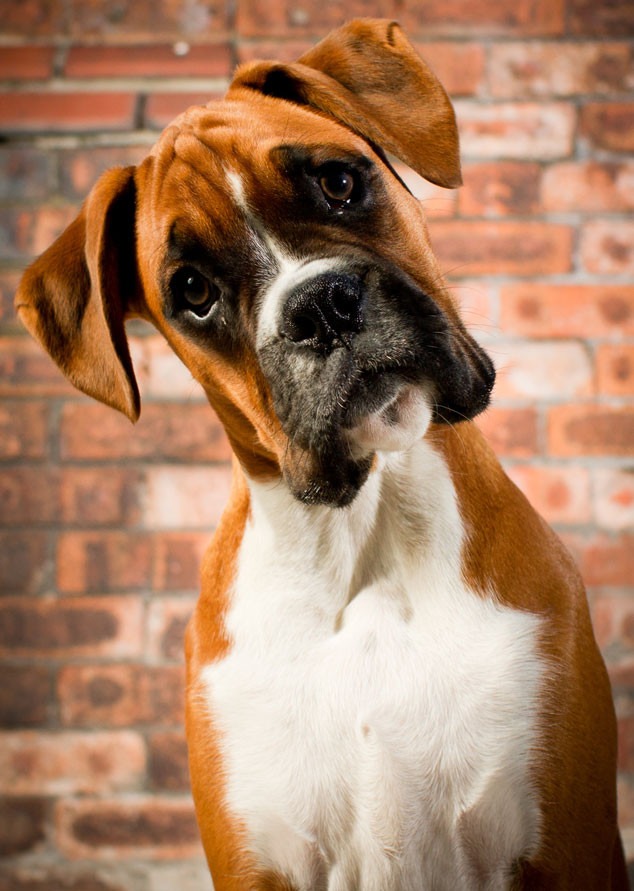 Confused Dog