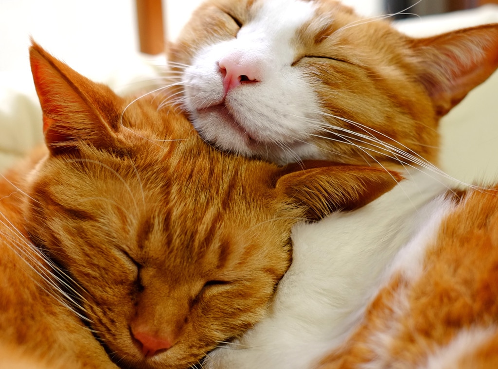 Cuddling Cats