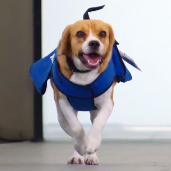 Sherlock, KLM Dog