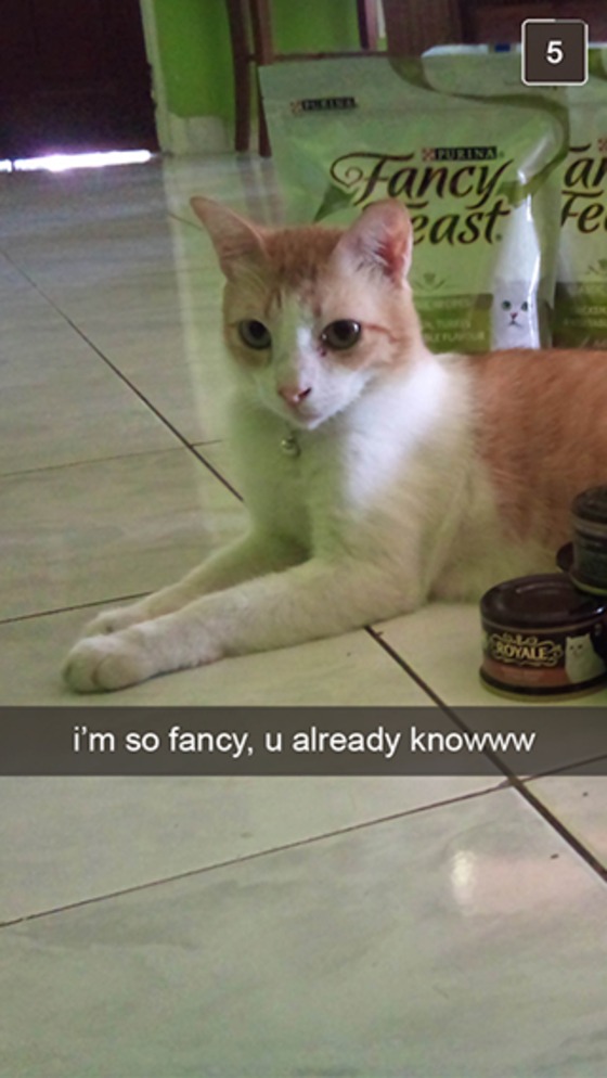 Os melhores snapchats de gatos da E! News