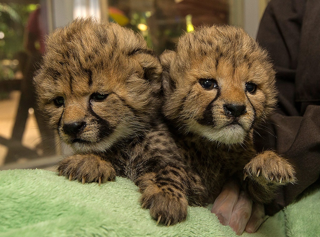 2 Baby Cheetahs Were Just Born at the San Diego Zoo