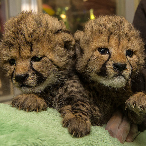 cute cheetah babies