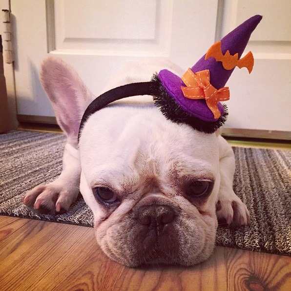 Perros que odian disfrazarse para Halloween