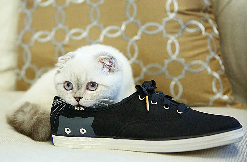 Taylor Swift's Newest Keds Collection 