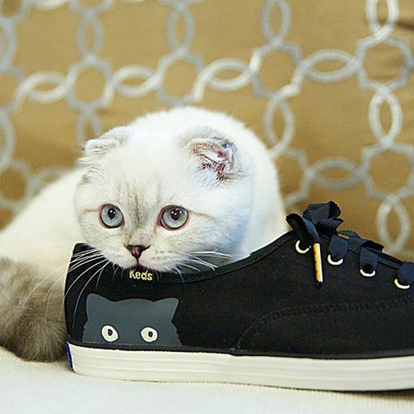 Ellen 2025 cat shoes