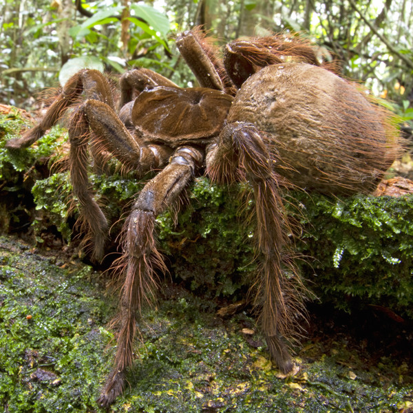 the worlds biggest spider