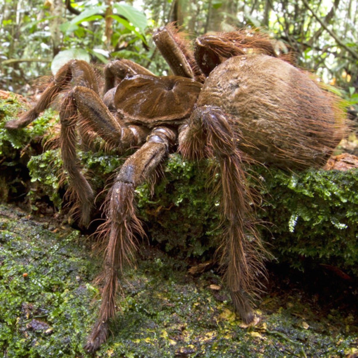 The Goliath Birdeater Spider Is a Creature of Nightmares