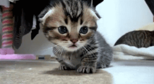 A kitten slowly blinking