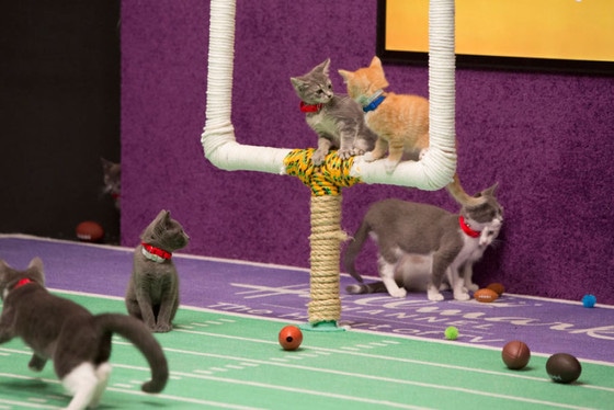 2015 Kitten Bowl: Check Out Photos of All the Adorable Players! | E! News