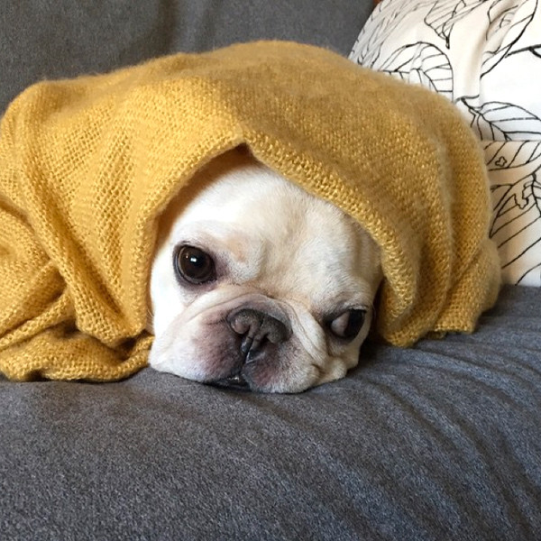 22 Snuggly Puppies in Blankets Who Know How to Handle Winter E! Online