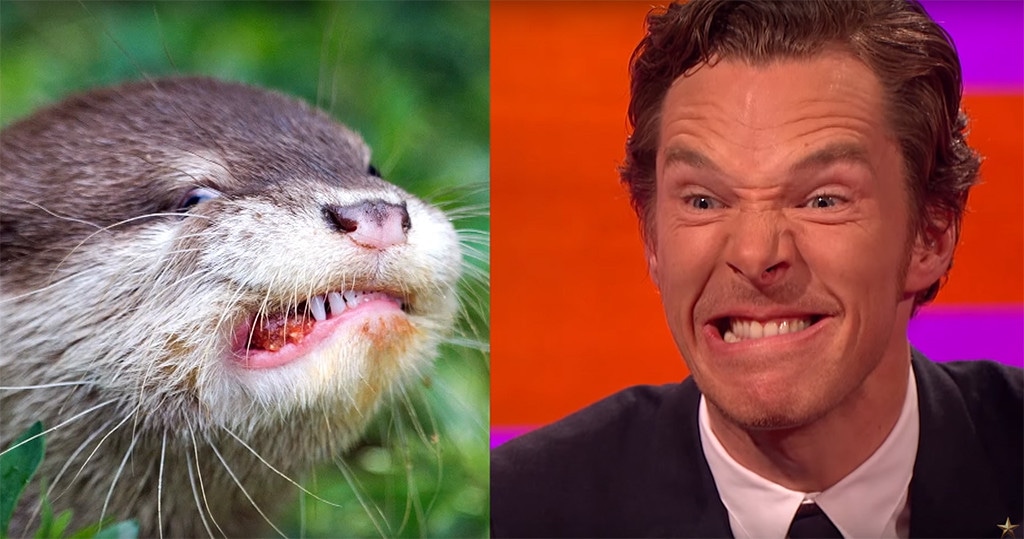 Benedict Cumberbatch, Otter, The Graham Norton Show