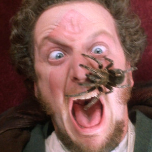 Image result for tarantula in home alone