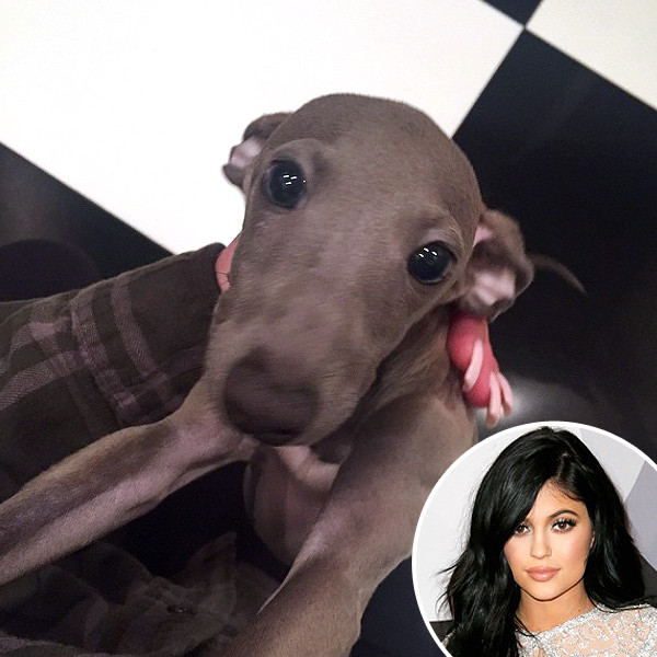 Rs 600x600 150213190058 600.Kylie Jenner Dog.ms.021315 Copy ?fit=around|1080 566&output Quality=90&crop=1080 566;center,top
