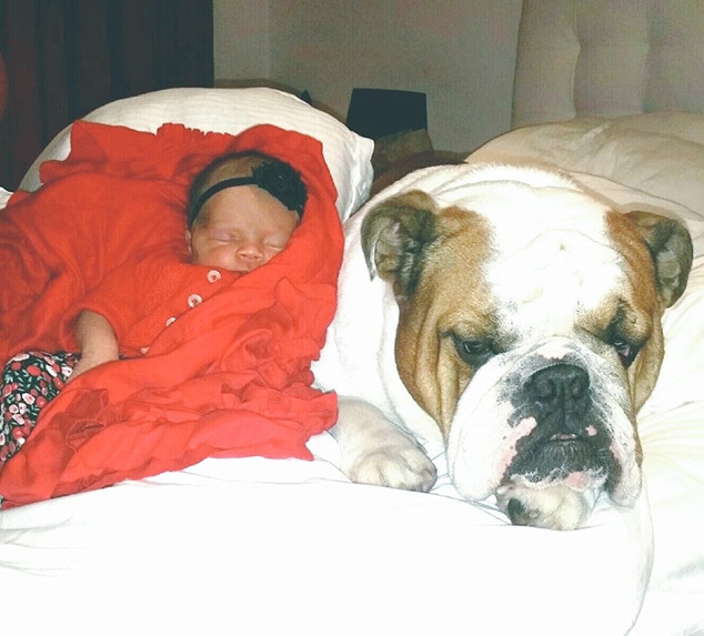 Baby Chanel, Ice-T & Coco's Daughter, Dogs