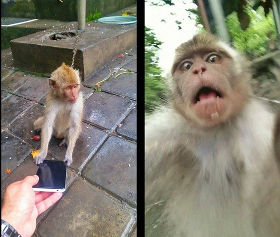 Monkey Selfie from World's Best | E! News